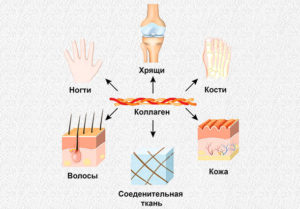 Коллаген прайм крафт способ применения