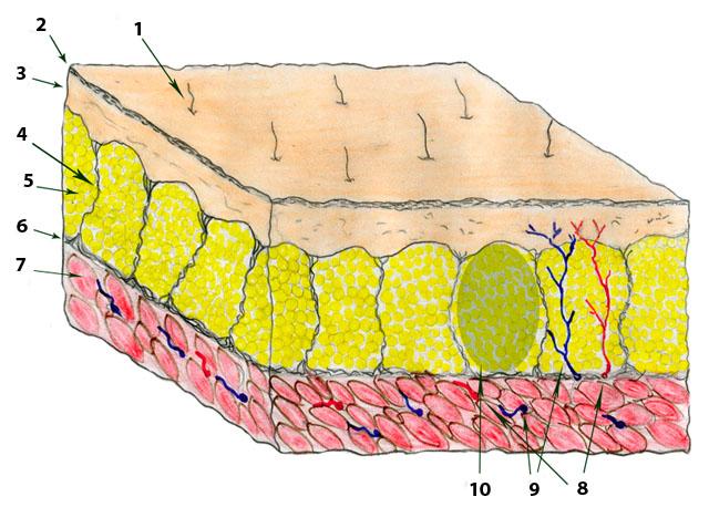 Кожа и подкожная жировая клетчатка в норме