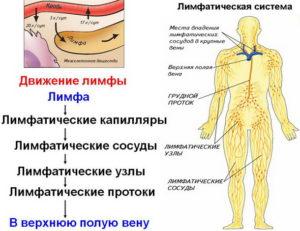 Лимфодренажный массаж живота схема